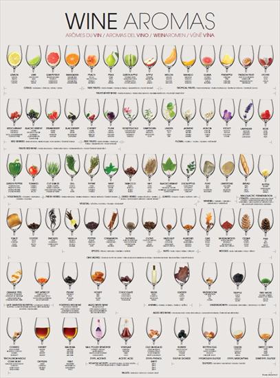 Alkochole - wina wódki drinki - Wine-Aromas-2.jpg